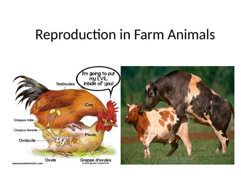 Understanding Farm Animal Reproduction: A Beginner's Guide
